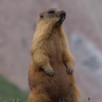 Marmot greeting during return over Travellers pass back to base camp (BC) |Photo: Steffen Kurs.